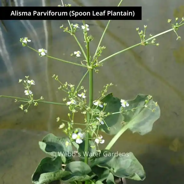Alisma 'Water Plantain' - Shallow Water Plants (Bare Root)