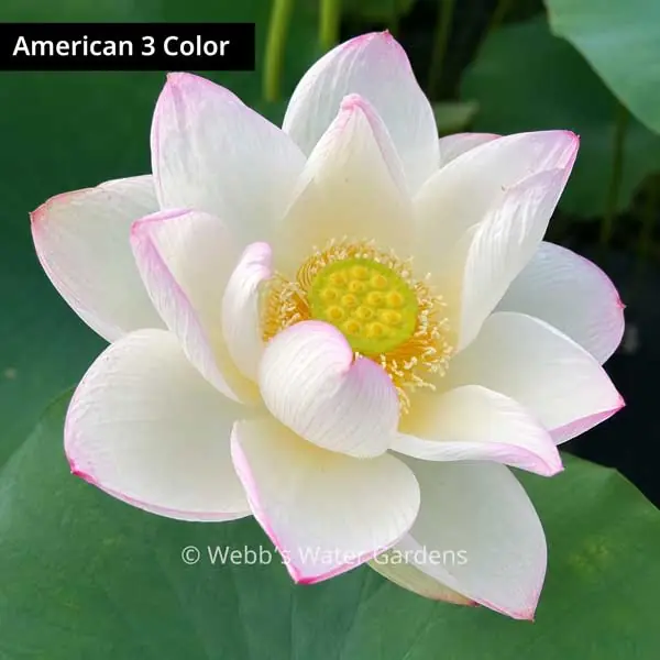 American 3 Color - Lotus (Bare Root)