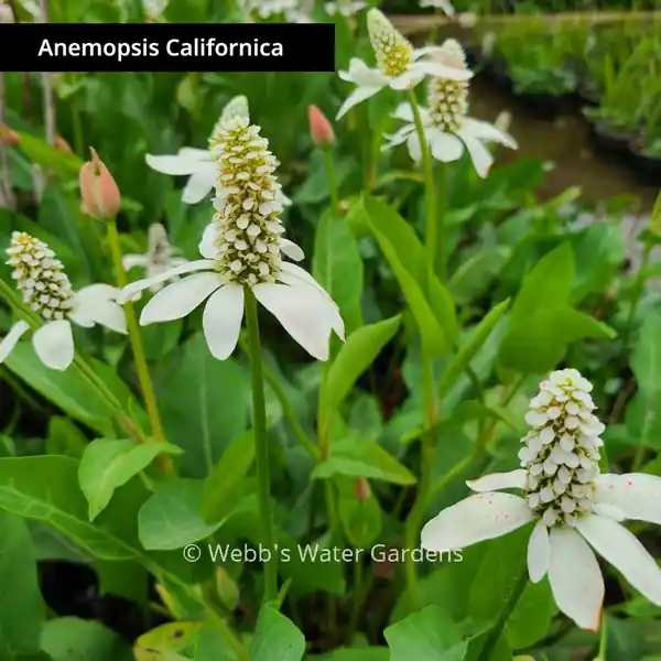 Anemopsis Californica 'Yerba Mansa' - Shallow Water Plants (Bare Root)