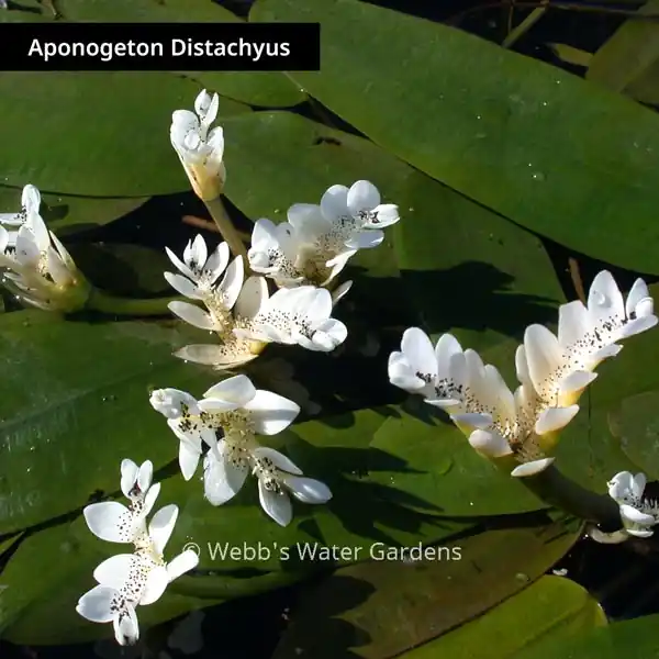 Aponogeton Distachyus 'Water Hawthorne' - Lily-Like Aquatics (Bare Root)