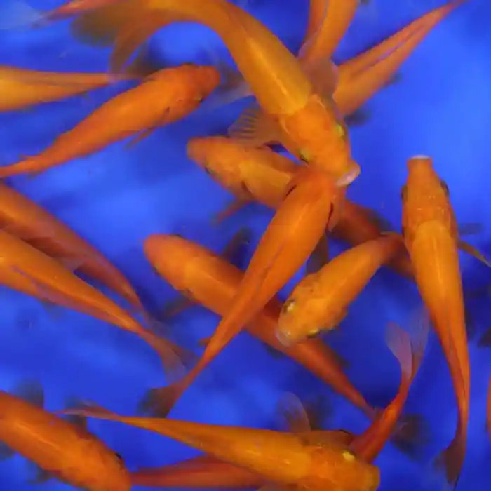 Apricot Comet Goldfish 5-6 inches