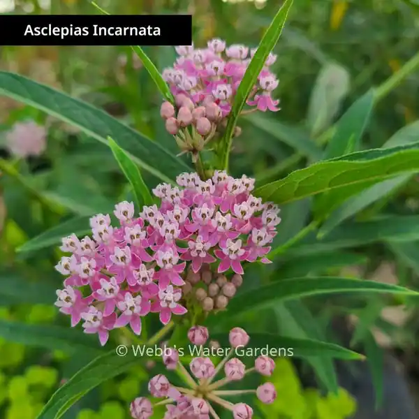 Asclepias Incarnata 'Butterfly Plant' - Moisture Loving Bog Plants (Bare Root)