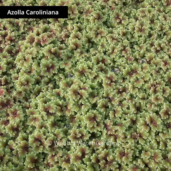 Azolla Caroliniana 'Fairy Moss' - Floating Aquatic Plants