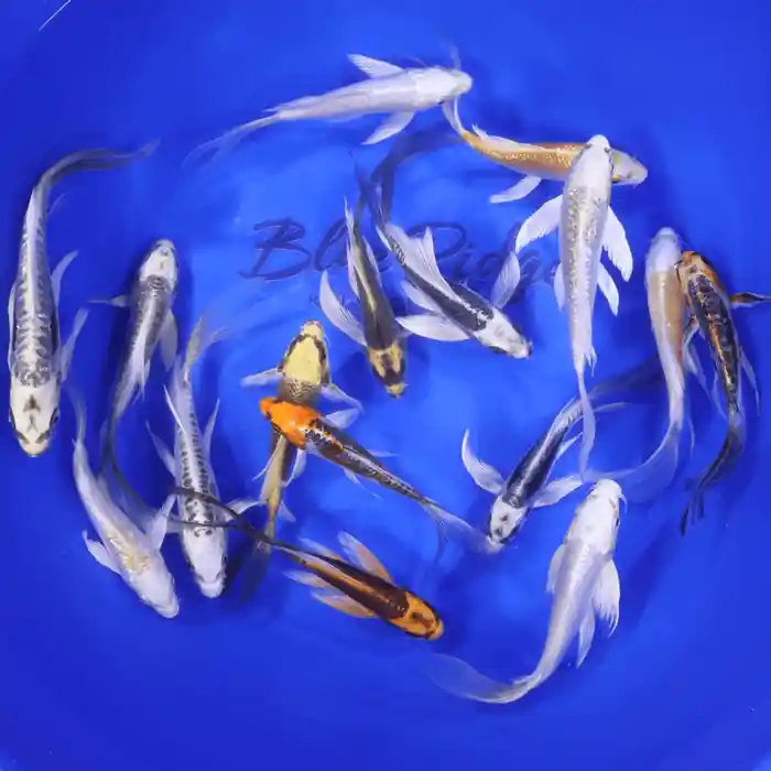 Butterfly Koi Hikari (Metallic) Mix 5-6 inches