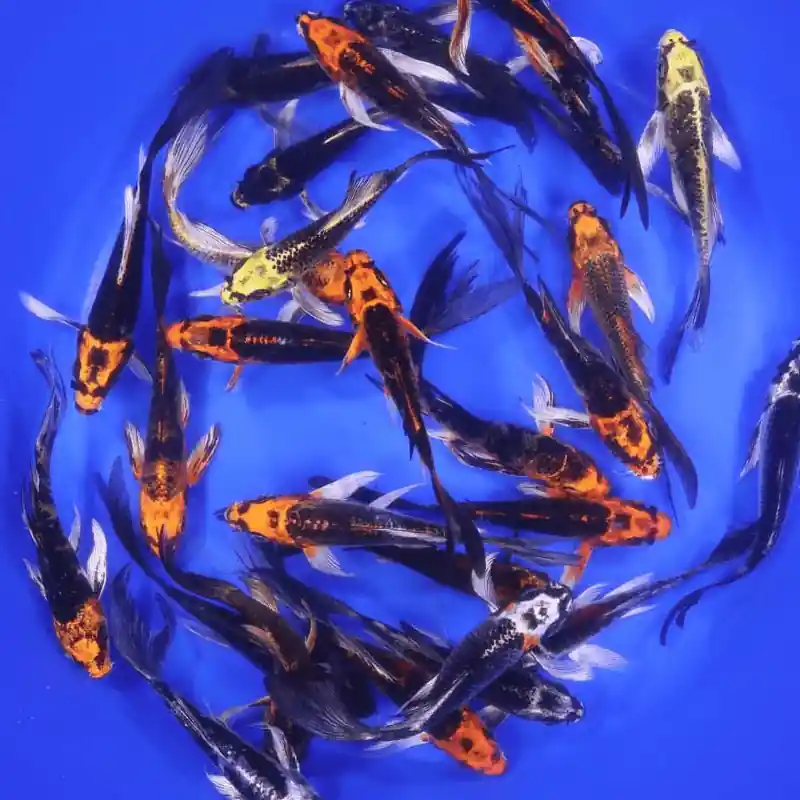 Butterfly Skeleton Koi Mix 3-4 inches