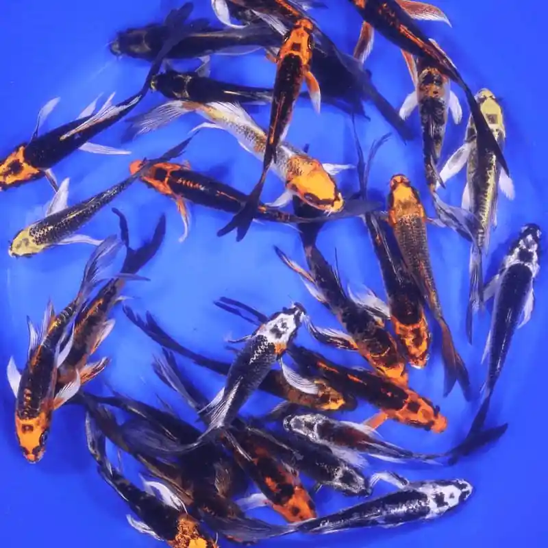Butterfly Skeleton Koi Mix 4-5 inches
