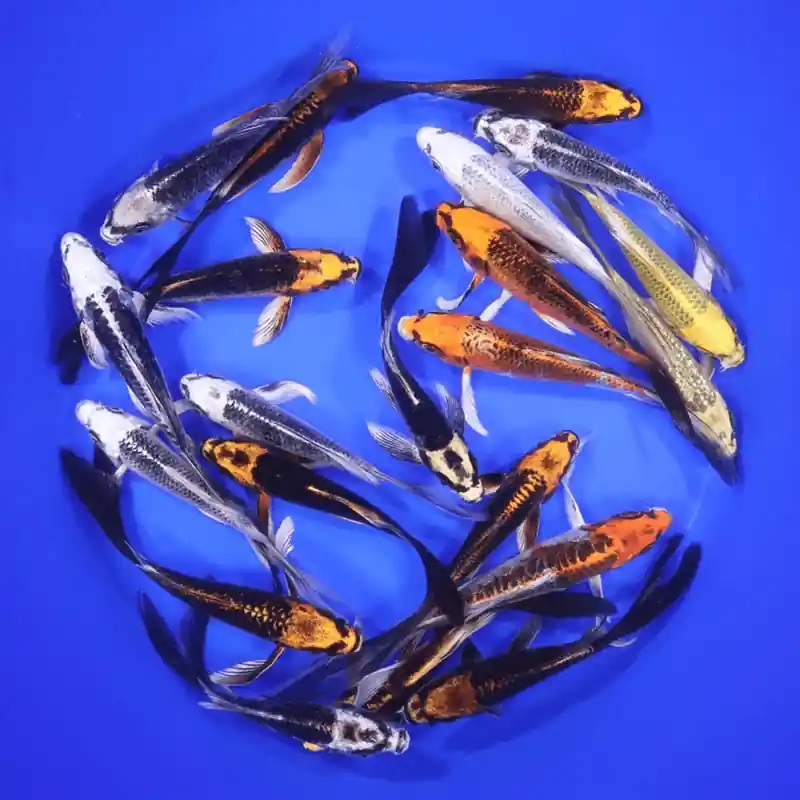 Butterfly Skeleton Koi Mix 5-6 inches