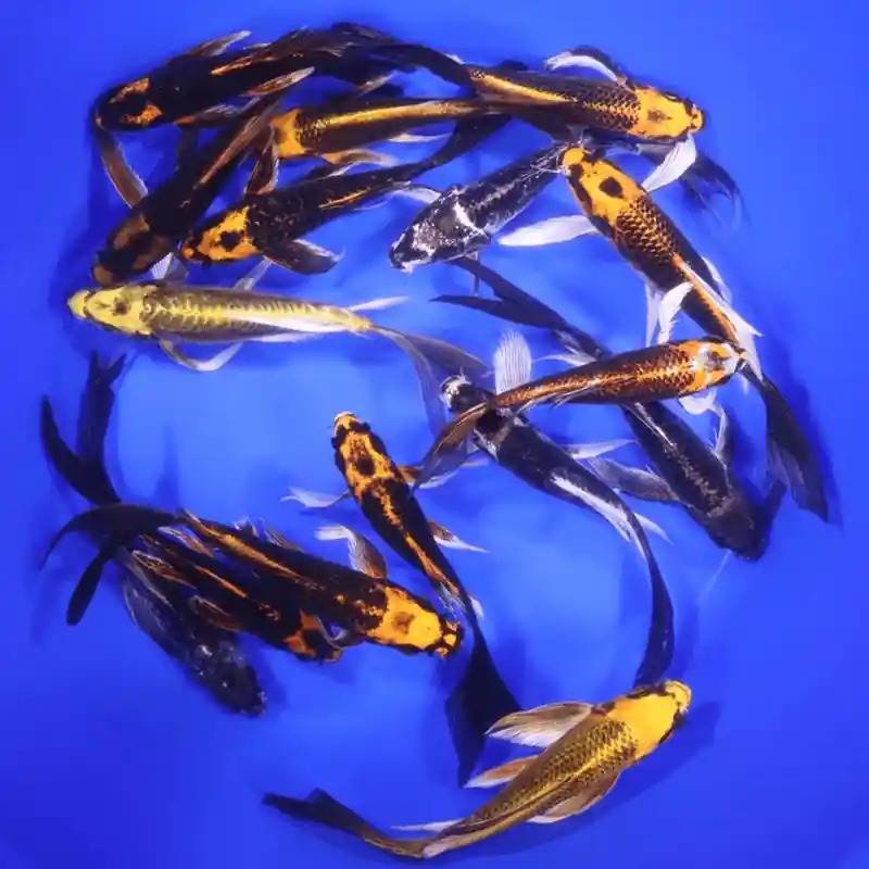 Butterfly Skeleton Koi Mix 6-7 inches