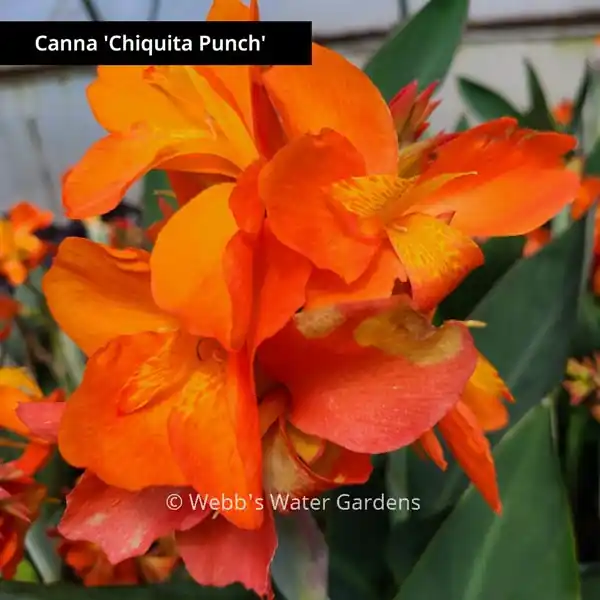 Canna 'Chiquita Punch' - Shallow Water Plants (Bare Root)