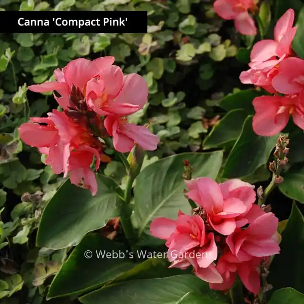 Canna 'Compact Pink' - Shallow Water Plants (Bare Root)