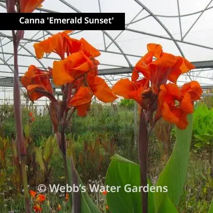 Canna 'Emerald Sunset' - Shallow Water Plants (Bare Root)