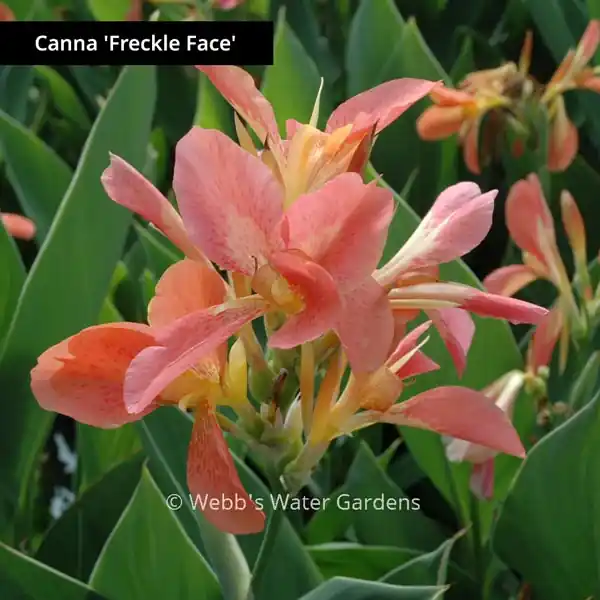 Canna 'Freckle Face' - Shallow Water Plants (Bare Root)