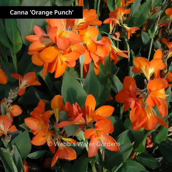 Canna 'Orange Punch' - Shallow Water Plants (Bare Root)