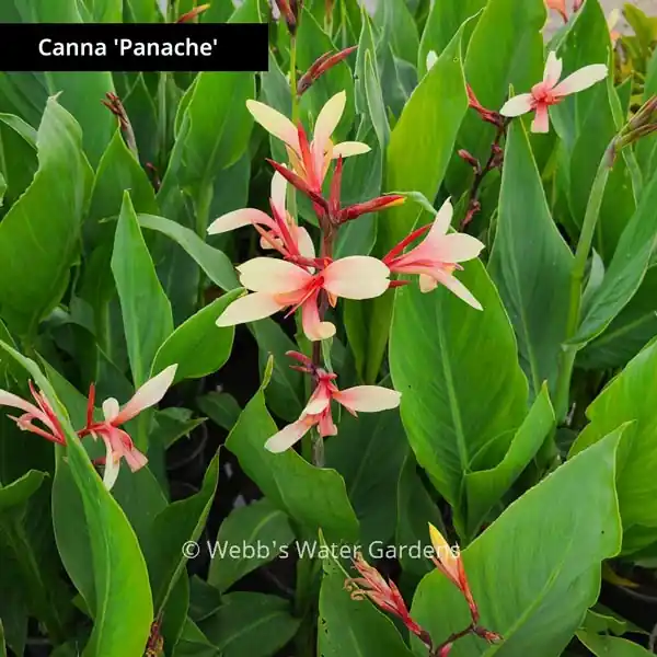 Canna 'Panache' - Shallow Water Plants (Bare Root)