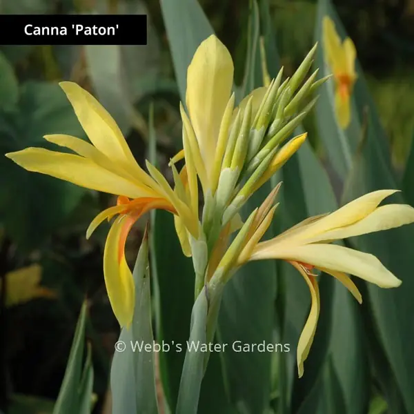 Canna 'Paton' - Shallow Water Plants (Bare Root)