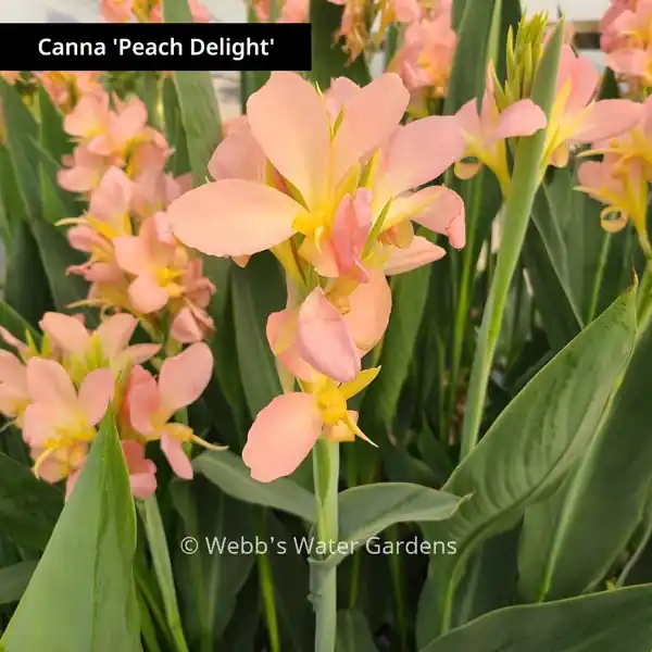 Canna 'Peach Delight' - Shallow Water Plants (Bare Root)