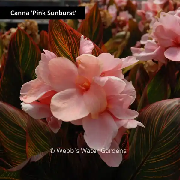 Canna 'Pink Sunburst' - Shallow Water Plants (Bare Root)