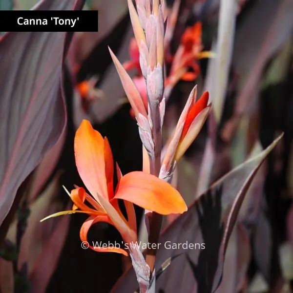 Canna 'Tony' - Shallow Water Plants (Bare Root)
