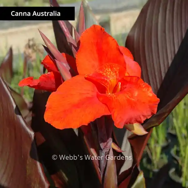 Canna Australia Compact - Shallow Water Plants (Bare Root)