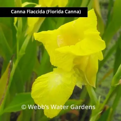 Canna Flaccida (Florida Canna) - Shallow Water Plants (Bare Root)