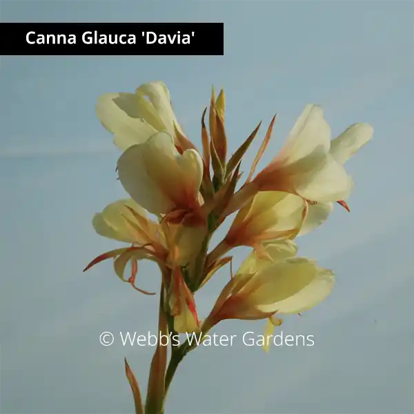 Canna Glauca 'Davia' - Shallow Water Plants (Bare Root)