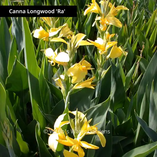 Canna Longwood - Shallow Water Plants (Bare Root)
