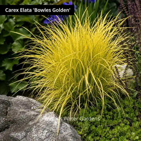 Carex Elata 'Bowles Golden' - Moisture Loving Bog Plants (Bare Root)