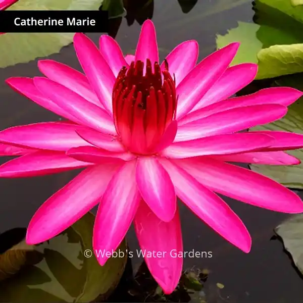 Catherine Marie - Night Blooming Tropical Lilies (Bare Root)