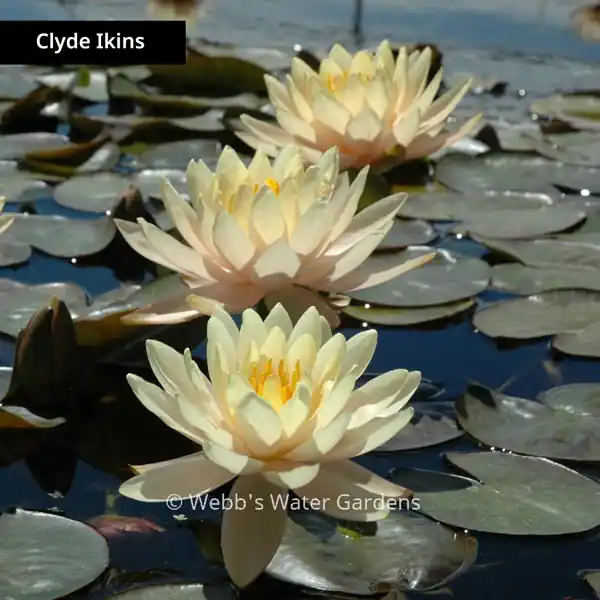 Changeable & Salmon Hardy Lilies (Bare Root Plants) - Aquatic Plants