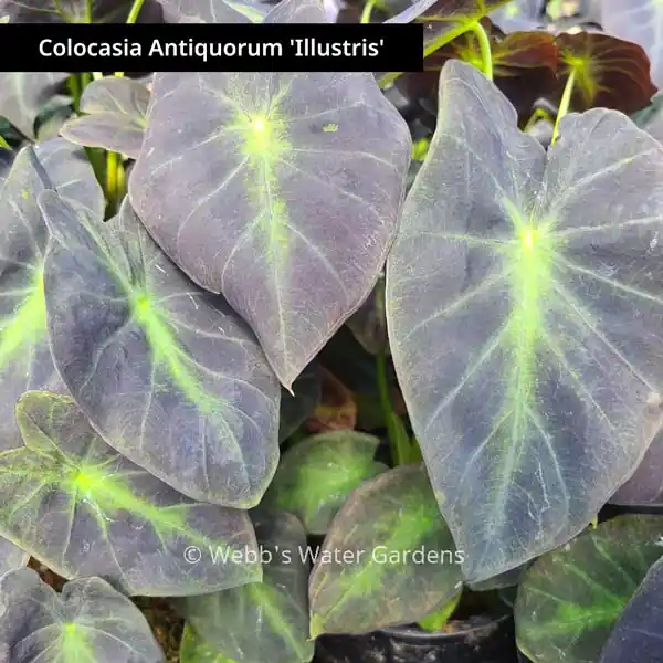 Colocasia 'Taro' - Shallow Water Plants (Bare Root)