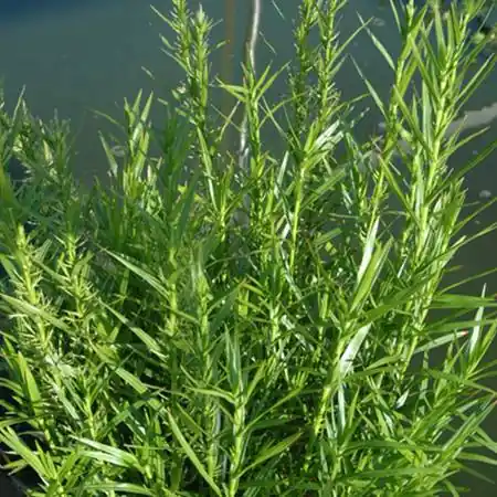 Dulichium Arundinaceum 'Dwarf Bamboo' - Shallow Water Plants (Bare Root)
