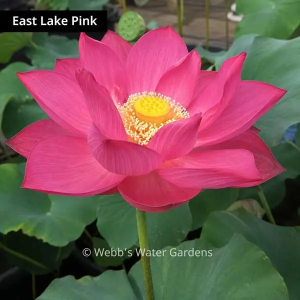 East Lake Pink - Lotus (Bare Root)