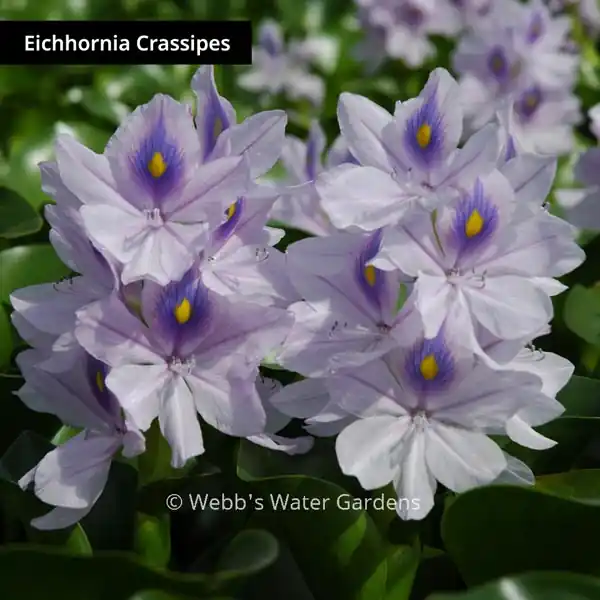Eichhornia Crassipes 'Water Hyacinth' - Floating Aquatic Plants