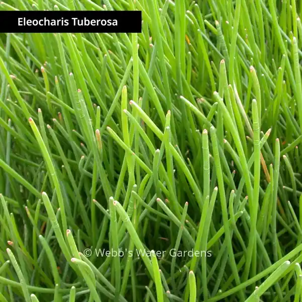 Eleocharis Tuberosa 'Water Chestnut' - Shallow Water Plants (Bare Root)