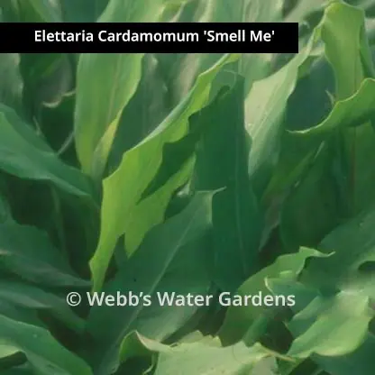 Elettaria Cardamomum 'Smell Me' - Shallow Water Plants (Bare Root)