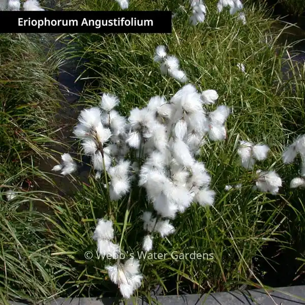 Eriophorum Angustifolium 'Cotton Grass' - Shallow Water Plants (Bare Root)