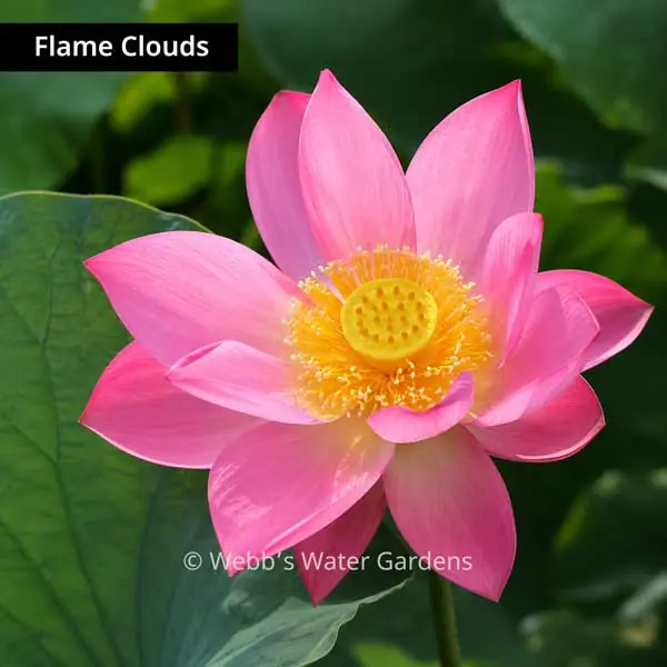 Flame Clouds - Lotus (Bare Root)