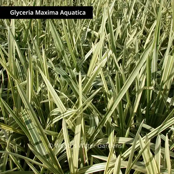 Glyceria Maxima Aquatica 'Variegated Manna Grass' - Shallow Water Plants (Bare Root)