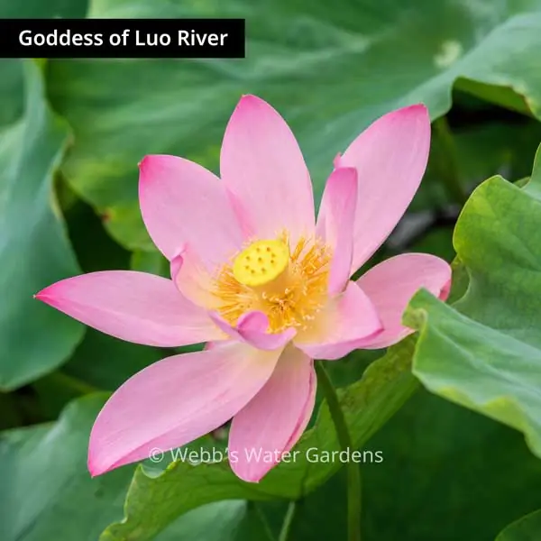 Goddess of Luo River - Lotus (Bare Root)