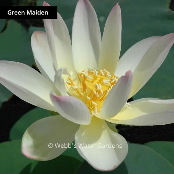 Green Maiden - Lotus (Bare Root)