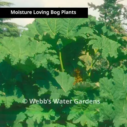 Gunnera Manicata - Moisture Loving Bog Plants (Bare Root)