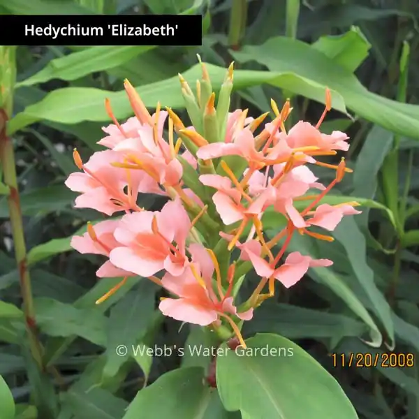 Hedychium 'Butterfly Ginger' - Shallow Water Plants (Bare Root)