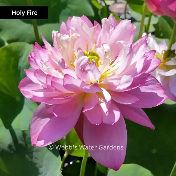 Holy Fire - Lotus (Bare Root)