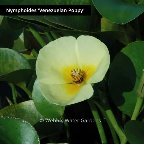 Hydrocleys Nymphoides 'Venezuelan Poppy' - Lily-Like Aquatics (Bare Root)