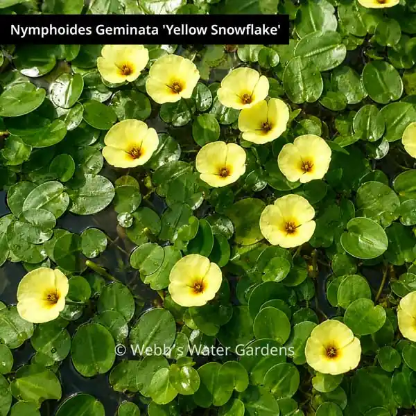 Hydrocleys Nymphoides 'Water Poppy' - Lily-Like Aquatics (Bare Root)