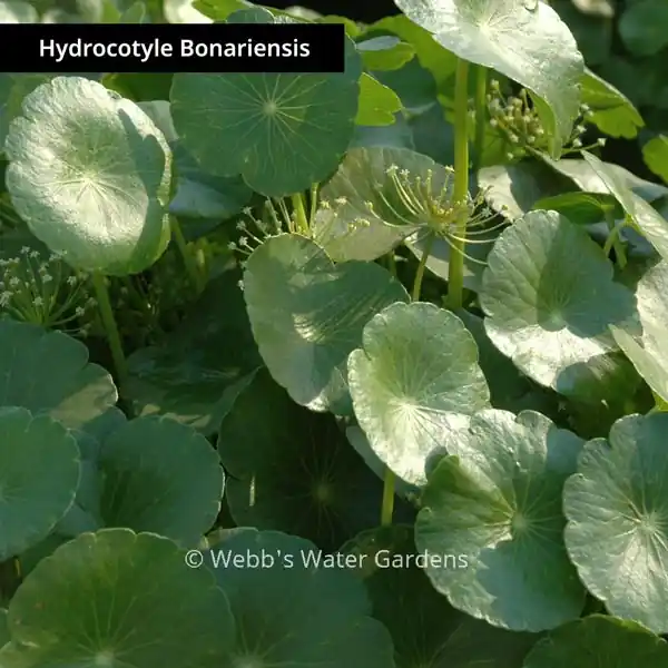 Hydrocotyle 'Pennywort' - Shallow Water Plants (Bare Root)