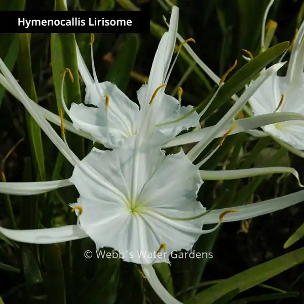 Hymenocallis Lirisome 'Spider Lily' - Shallow Water Plants (Bare Root)