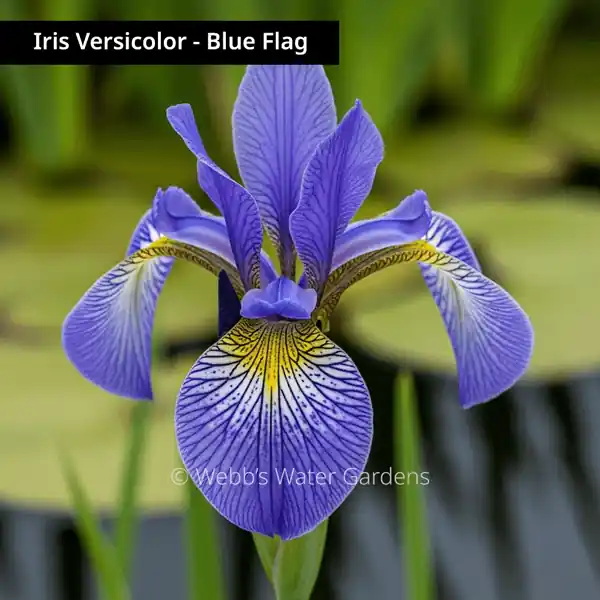 Iris Versicolor - Shallow Water Plants (Bare Root)