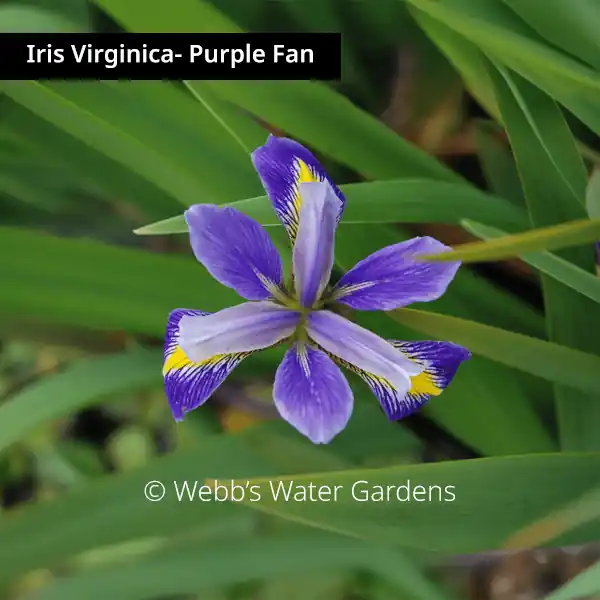 Iris Virginica - Shallow Water Plants (Bare Root)