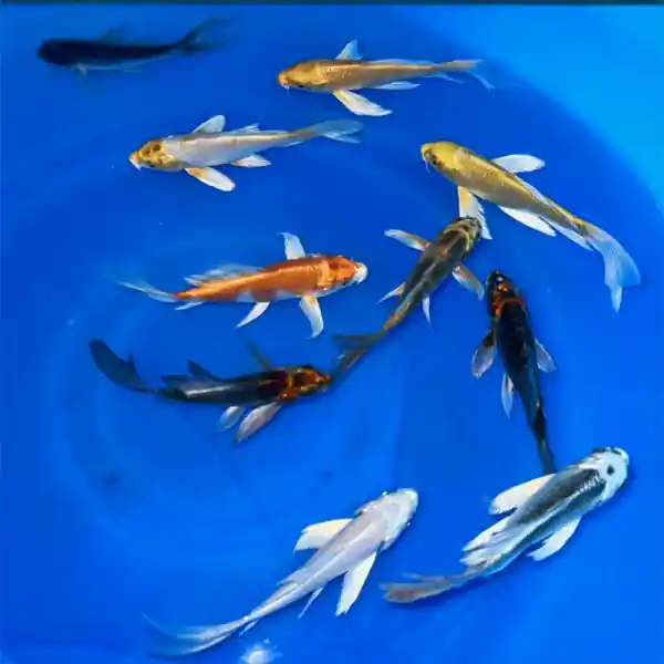 Japanese Imported Butterfly Koi 6-8 inches